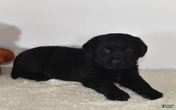 Labrador Retriever dogs for sale: Jesse - Image 15