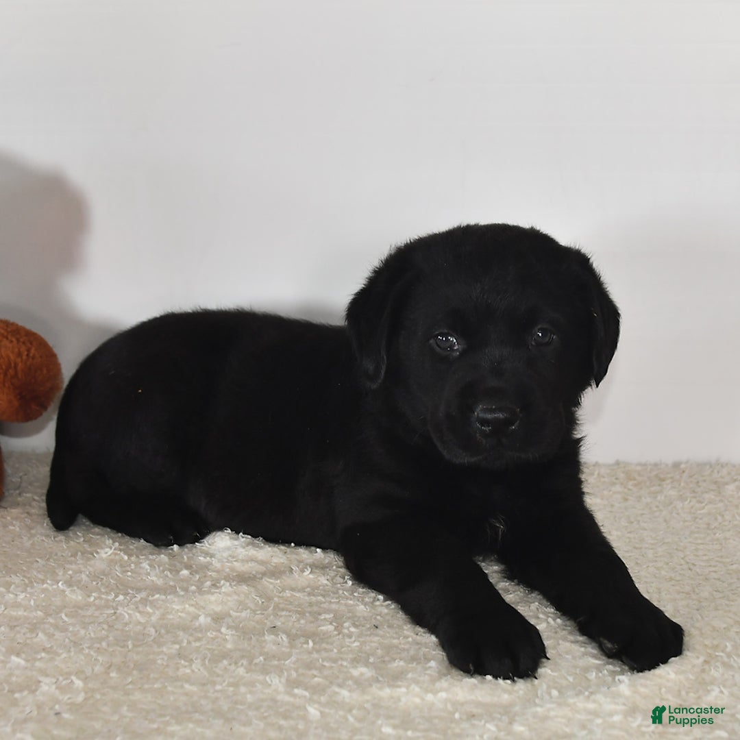 Labrador Retriever dogs for sale: Jesse - Image 15