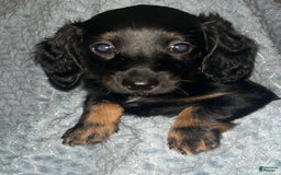 Dachshund dogs for sale: Tbd - Image 3