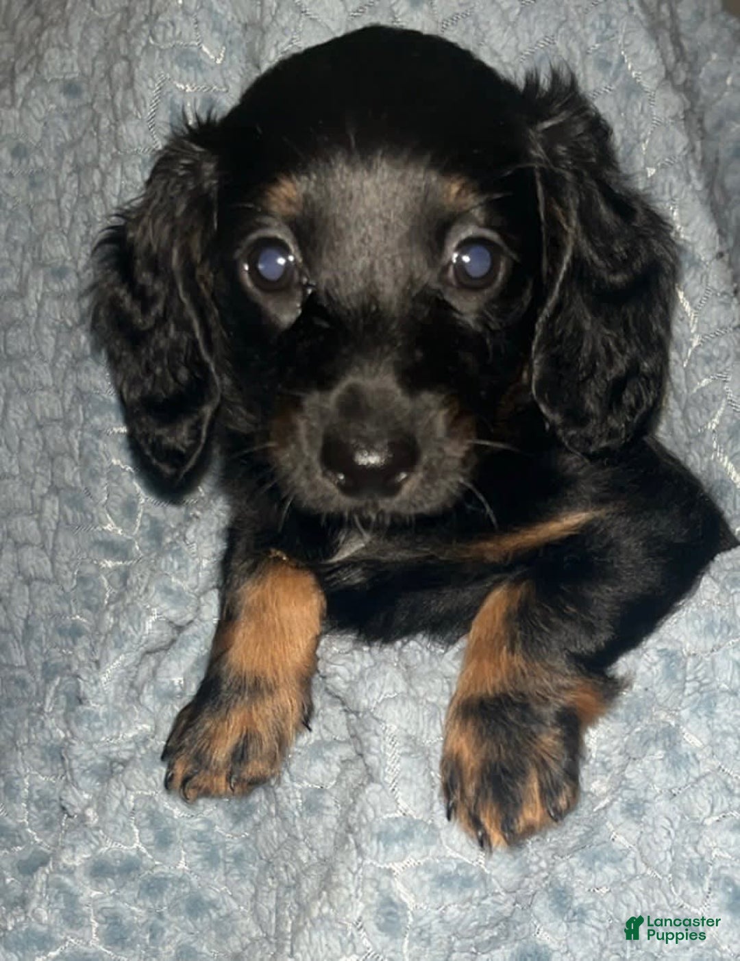 Dachshund dogs for sale: Tbd - Image 3