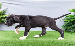 Great Dane dogs for sale: Trever - Image 14