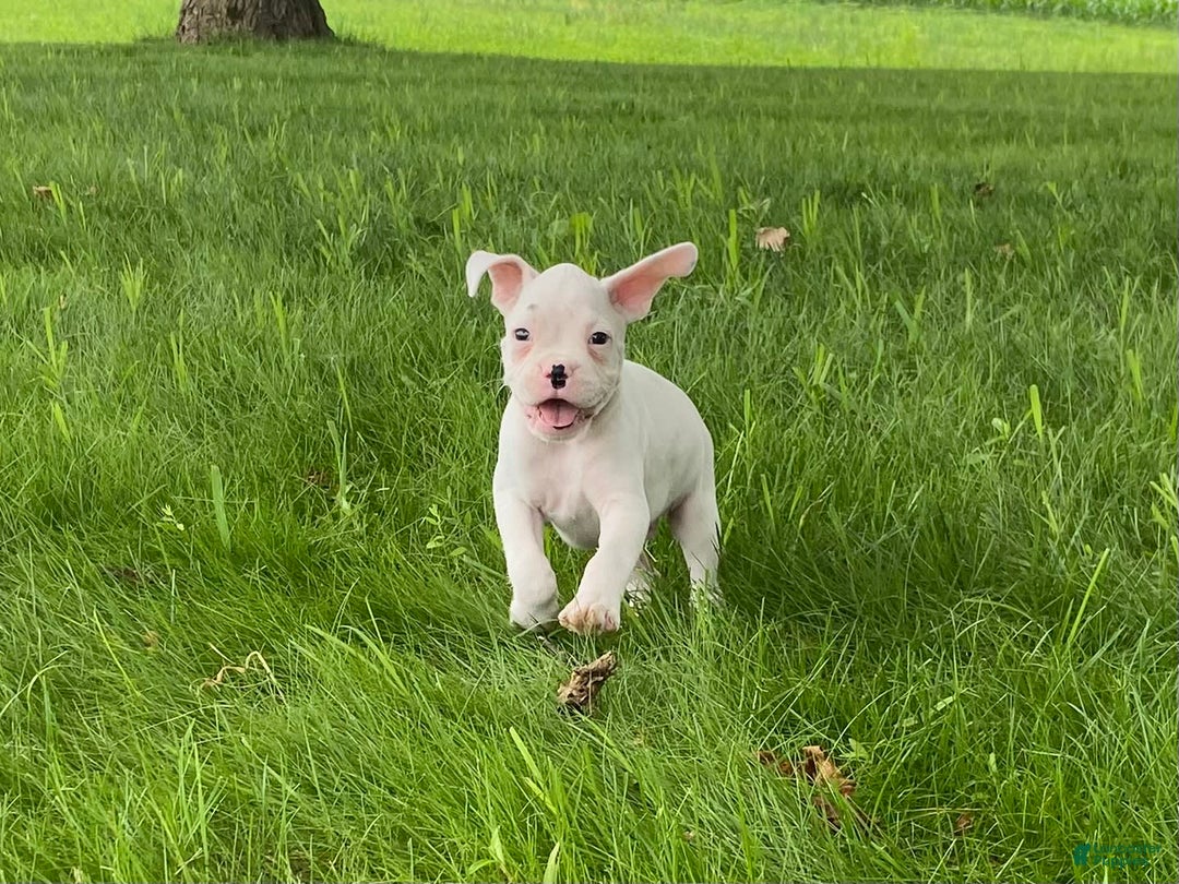Boxer dogs for sale: Cash - Image 1