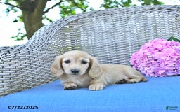 Miniature Dachshund dogs for sale: Luna - Image 3