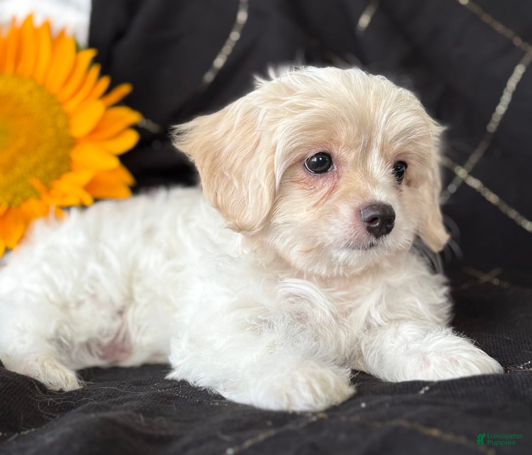 Maltese dogs for sale: EMORY - Image 3