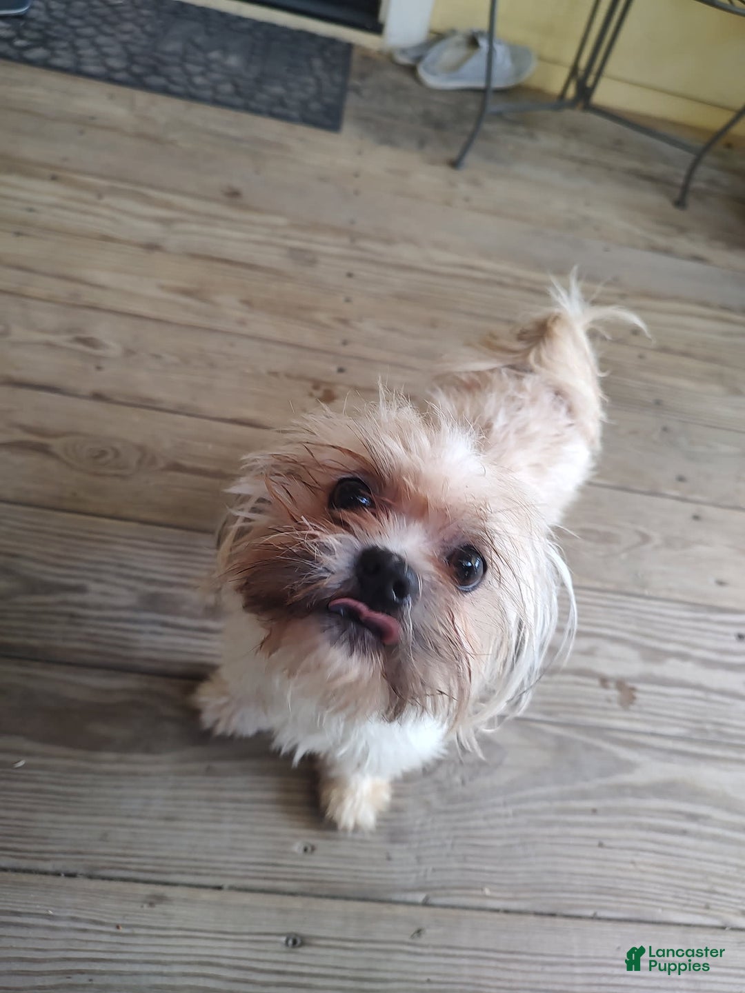 Shih Tzu dogs for sale: Junior - Image 8