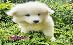 Samoyed dogs for sale: Jane - Image 9