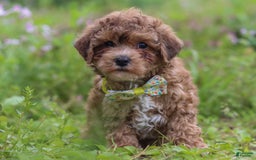 Yorkiepoo dogs for sale: Max - Image 3