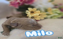 Toy Poodle dogs for sale: Milo - Image 3
