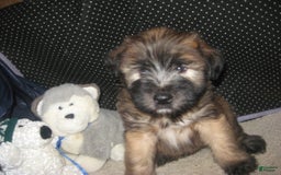 Soft Coated Wheaten Terrier dogs for sale: Dakota - Image 1