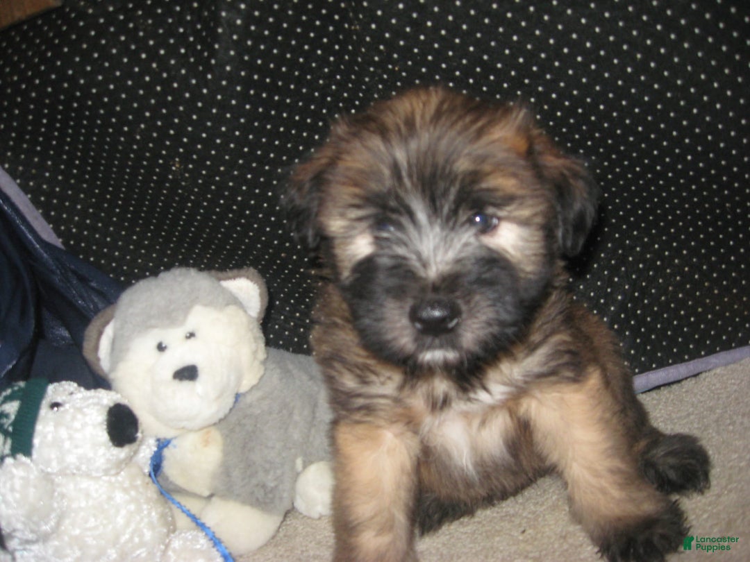 Soft Coated Wheaten Terrier dogs for sale: Dakota - Image 1
