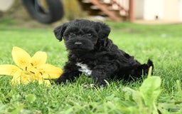 Yorkiepoo dogs for sale: Oake - Image 1