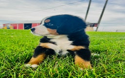 Bernese Mountain Dog dogs for sale: Bernese Mountain Dog 8 puppies - Image 8