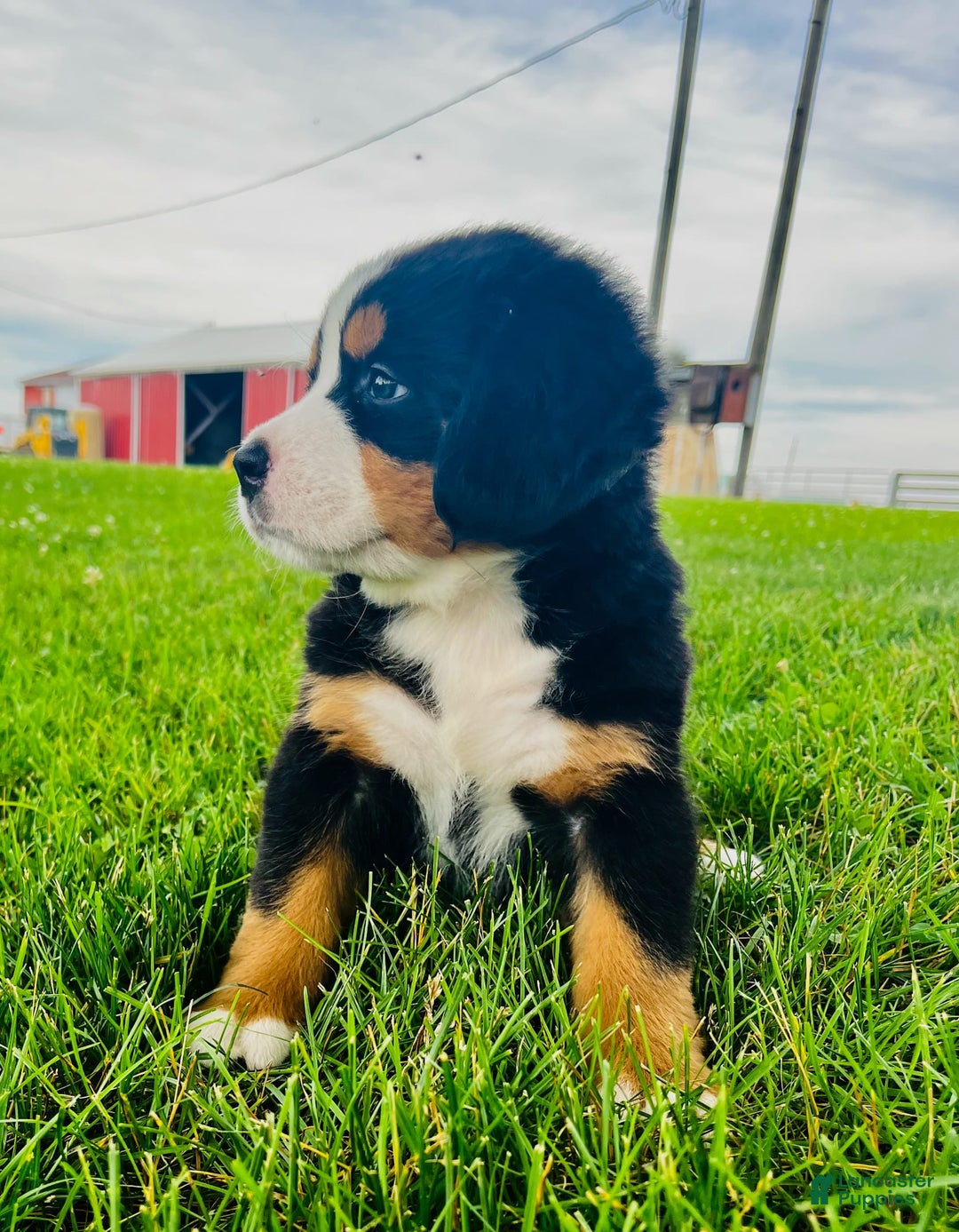 Bernese Mountain Dog dogs for sale: Bernese Mountain Dog 8 puppies - Image 8
