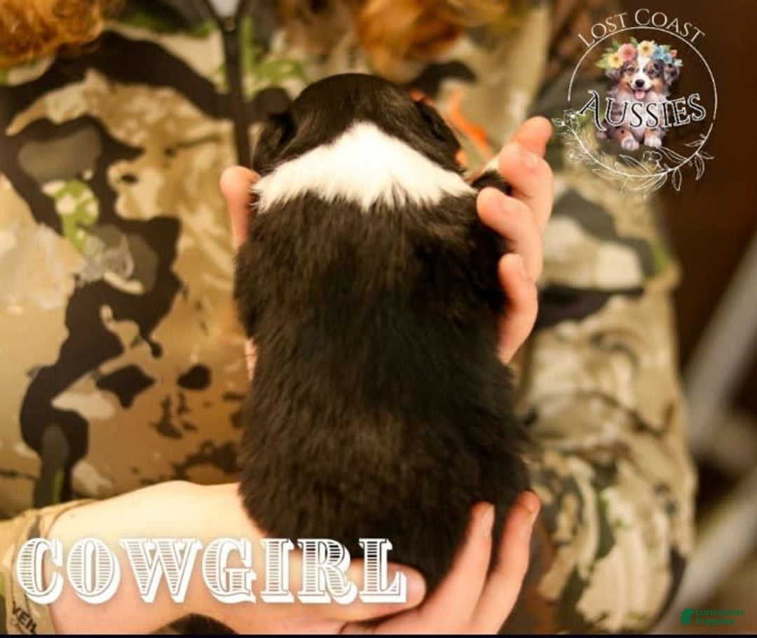 Miniature Australian Shepherd dogs for sale: Cowgirl - Image 2