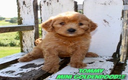 Mini Goldendoodle dogs for sale: Tommy - Image 1
