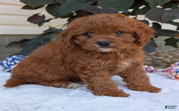 Cavapoo dogs for sale: Remi - Image 22