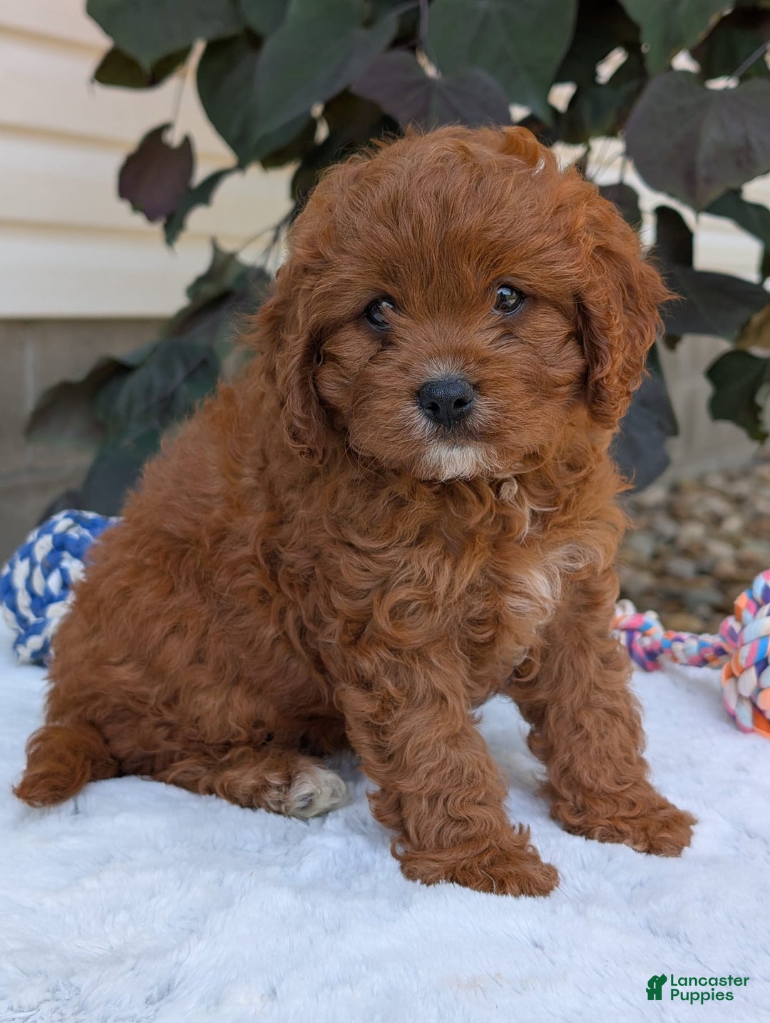 Cavapoo dogs for sale: Remi - Image 22
