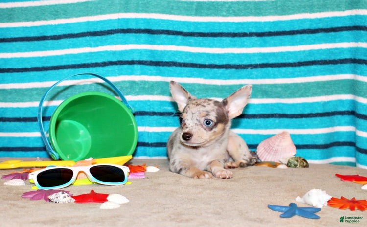 Chihuahua dogs for sale - Ad 3