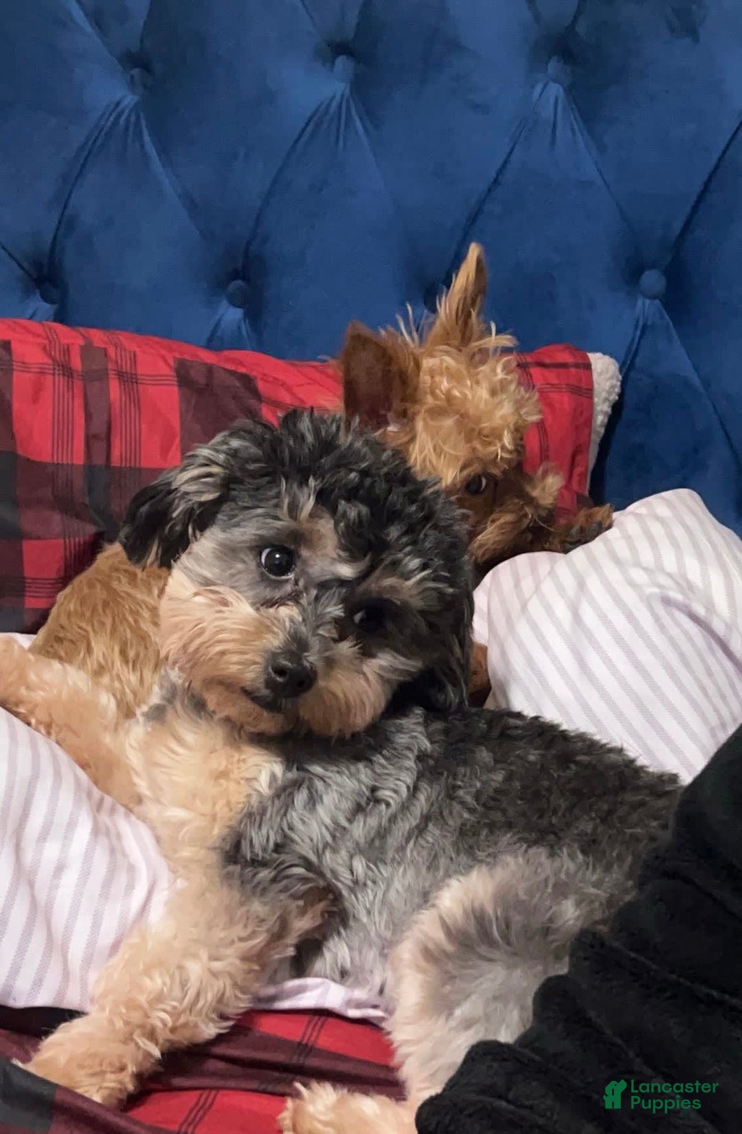 Yorkiepoo dogs for sale: Sundae - Image 8