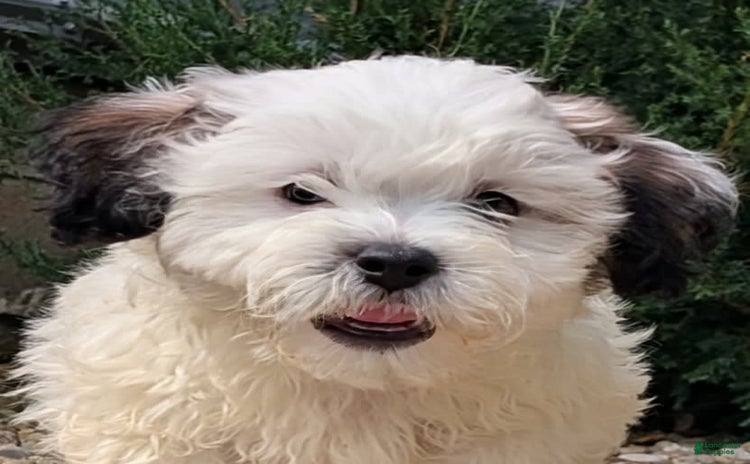 Teddy Bear dogs for sale - Ad 1
