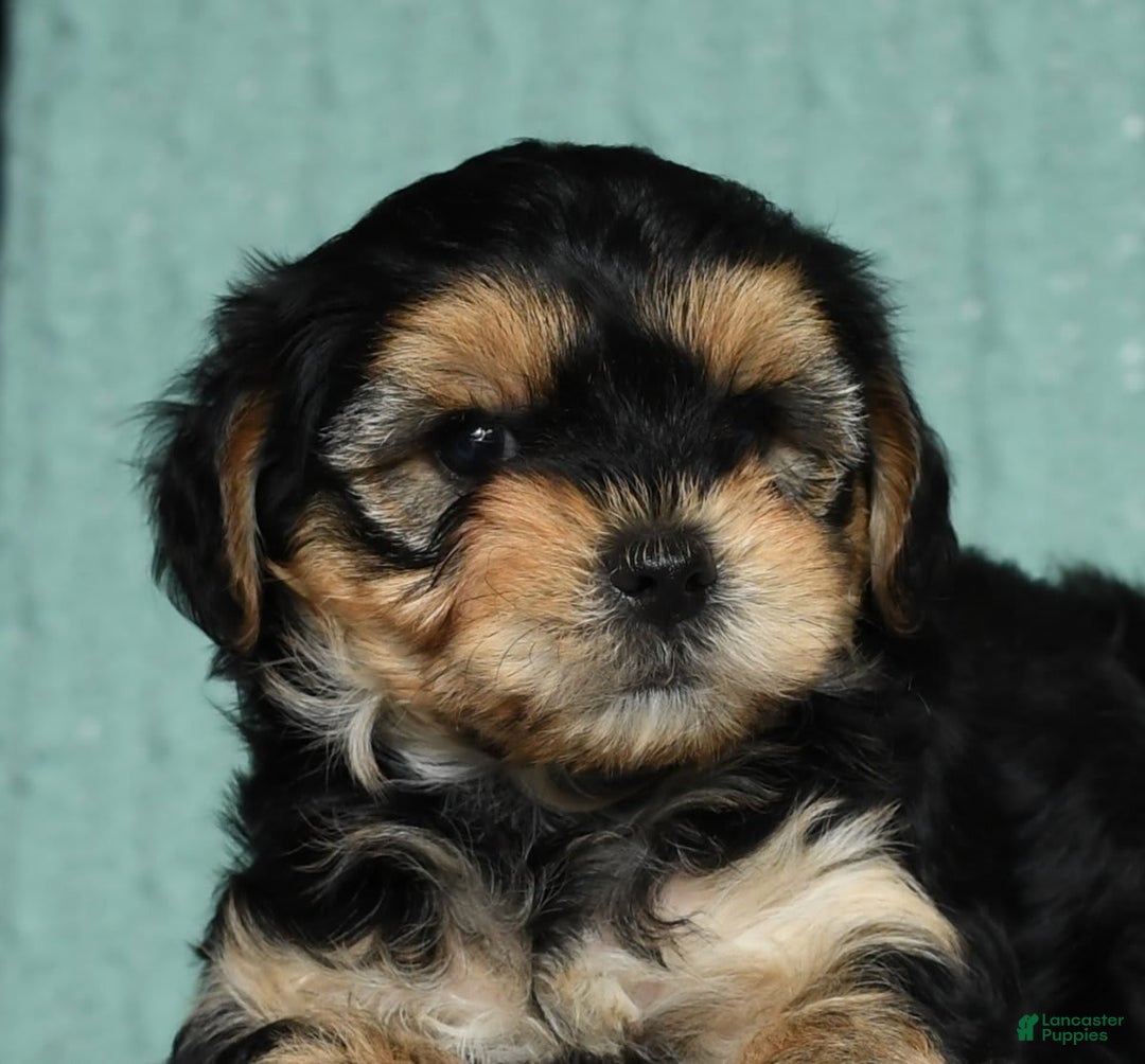 Yorkiepoo dogs for sale: Benji - Image 7