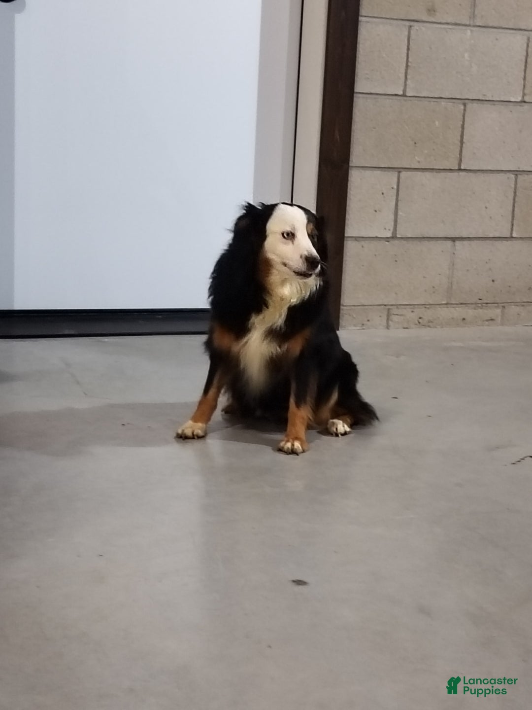 Miniature Australian Shepherd dogs for sale: Hendrik - Image 9