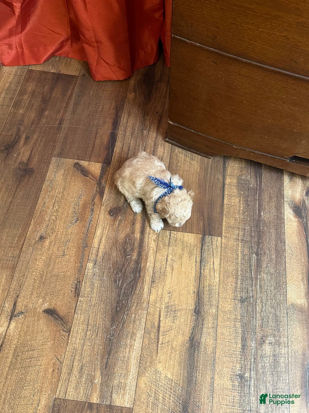 Bichpoo dogs for sale: Clyde - Image 9
