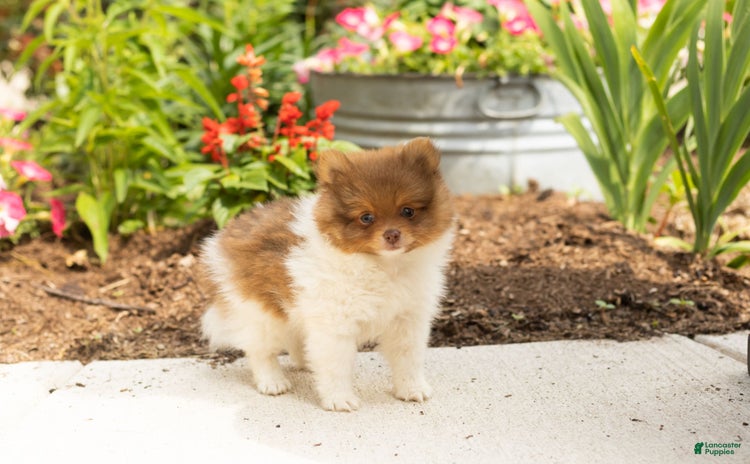 Pomeranian dogs for sale - Ad 1