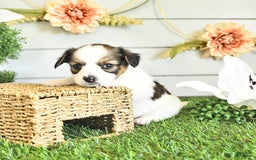 Papillon dogs for sale: Blake - Image 7