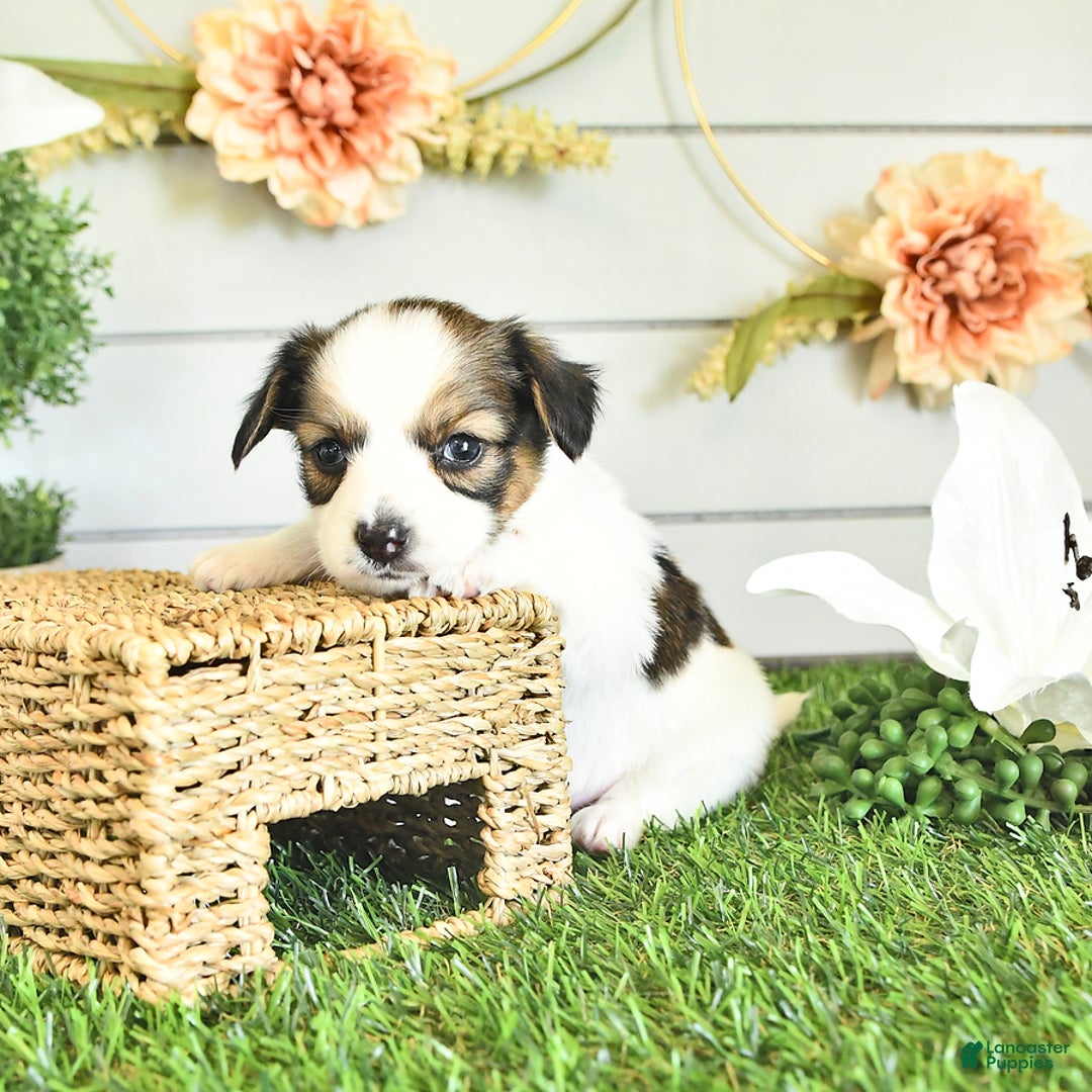 Papillon dogs for sale: Blake - Image 7