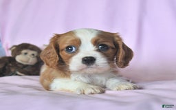 Cavalier King Charles Spaniel dogs for sale: Jason - Image 2