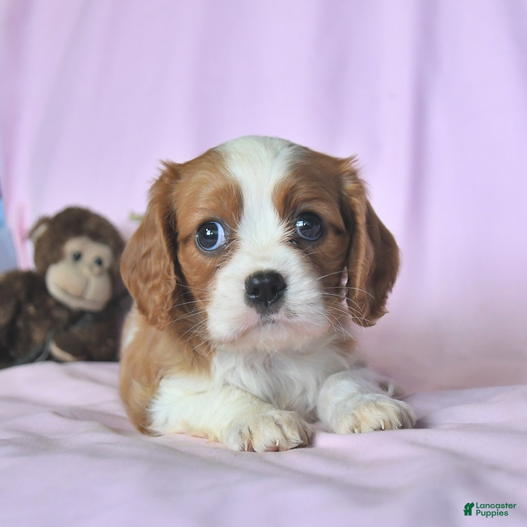 Cavalier King Charles Spaniel dogs for sale: Jason - Image 2