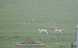Anatolian Shepherd dogs for sale: Carly - Image 9