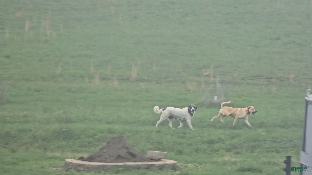 Anatolian Shepherd dogs for sale: Carly - Image 9