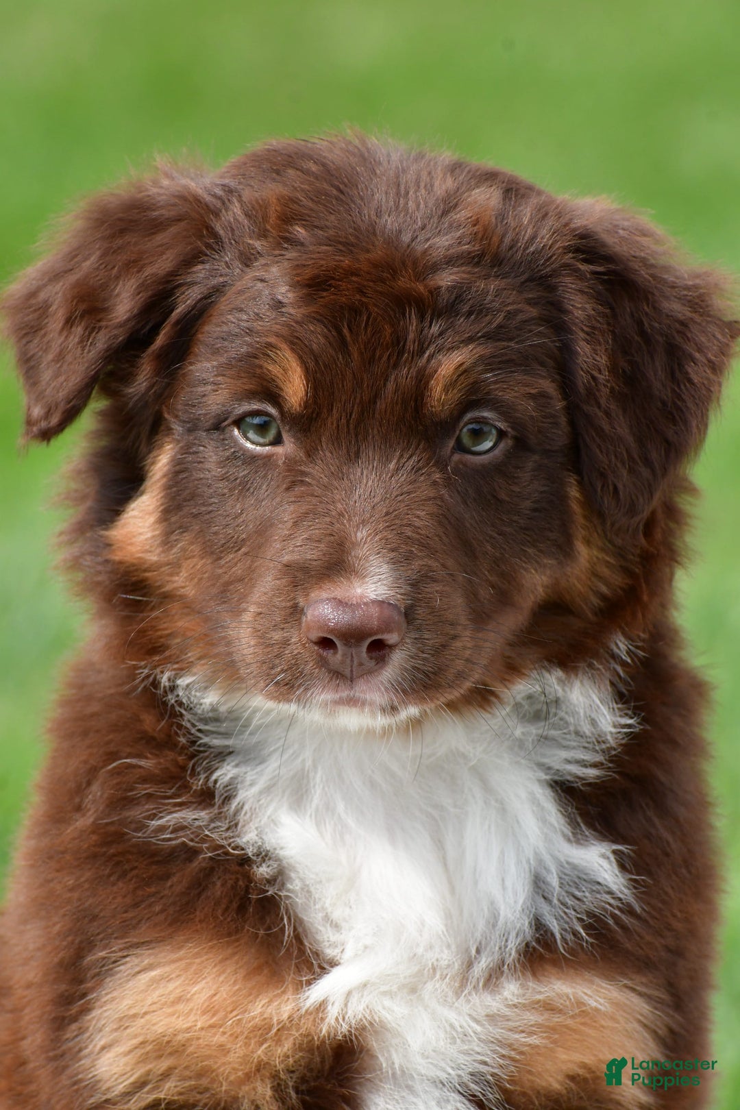 Australian Shepherd dogs for sale: CoCo - Image 1