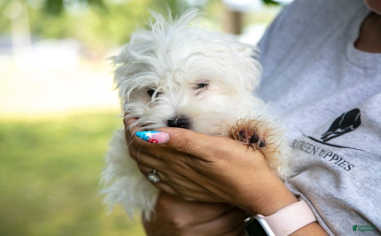 Maltese dogs for sale - Ad 3
