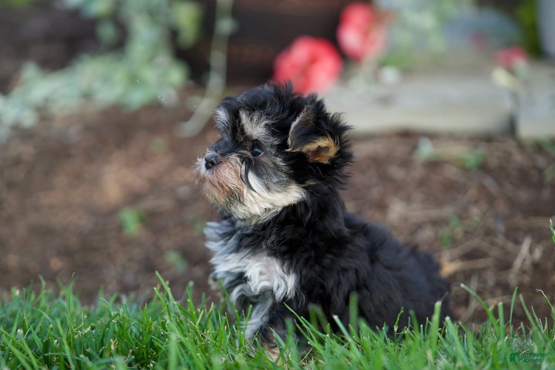 Morkie dogs for sale: Teddy - Image 8
