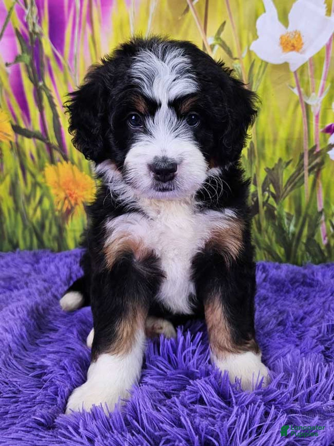 Mini Bernedoodle dogs for sale: Lily - Image 4