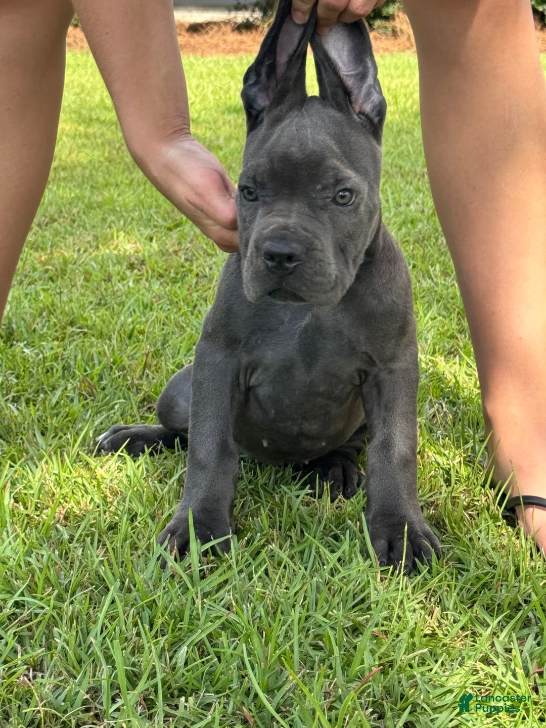 Cane Corso dogs for sale: Athena - Image 1