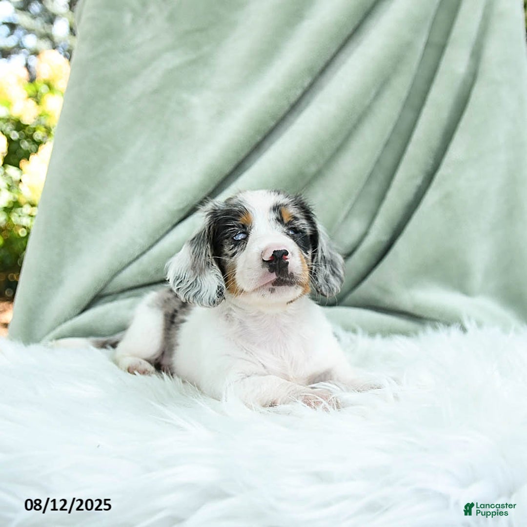 Miniature Dachshund dogs for sale: Parker Special Needs - Image 3