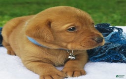 Labrador Retriever dogs for sale: Fireside Blaze - Image 4
