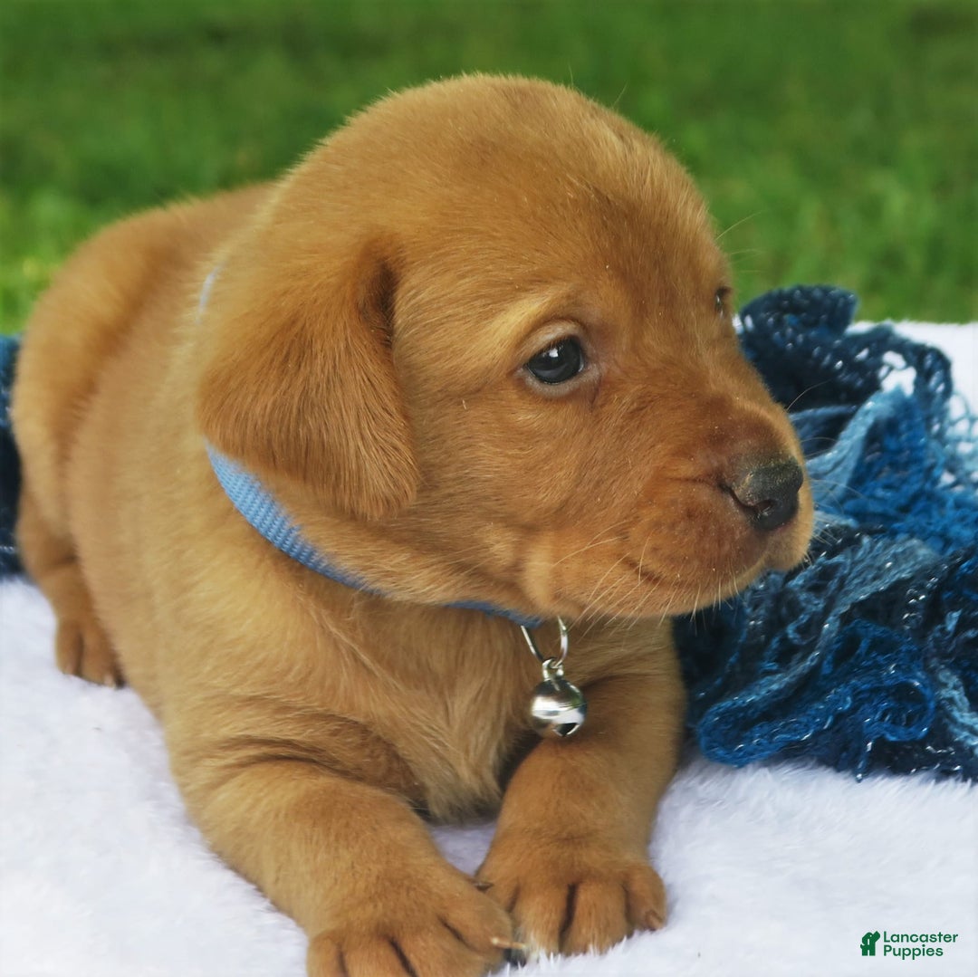 Labrador Retriever dogs for sale: Fireside Blaze - Image 4