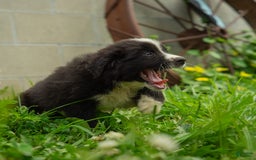 Miniature Australian Shepherd dogs for sale: Elephant Ear - Image 13