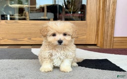 Maltipoo dogs for sale: Drew - Image 5