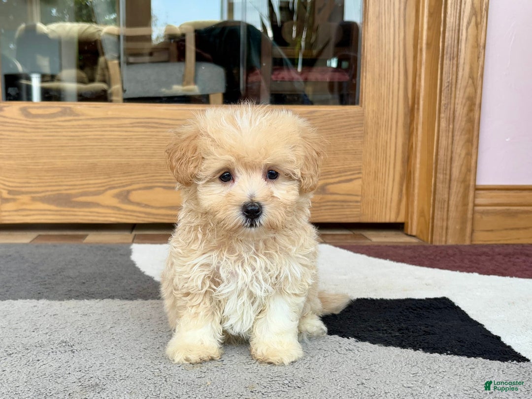 Maltipoo dogs for sale: Drew - Image 5