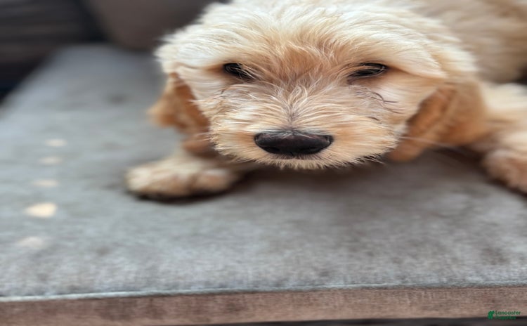 Goldendoodle dogs for sale - Ad 5
