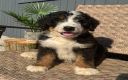 Bernedoodle dogs for sale: Buddy - Image 4