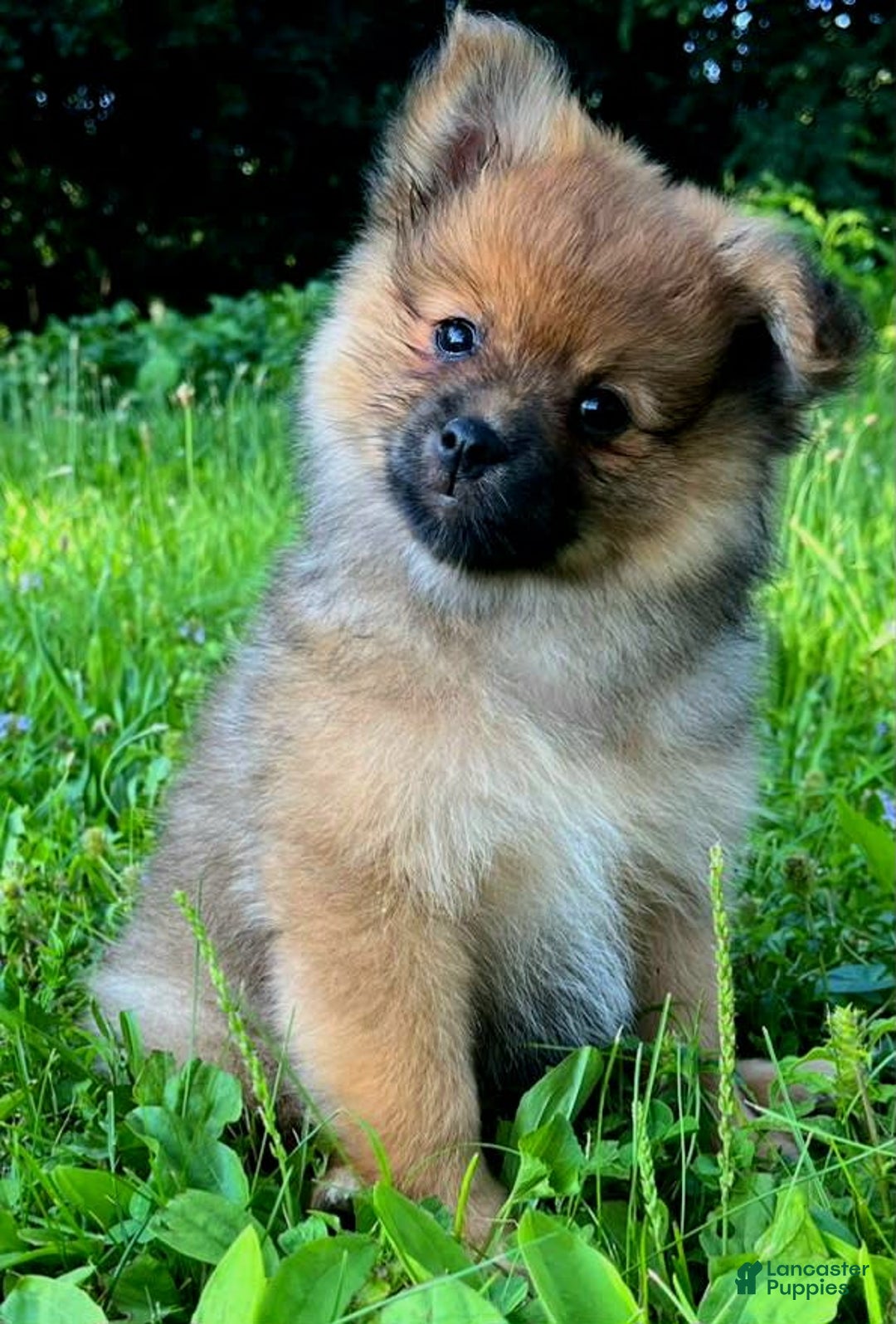 Pomeranian dogs for sale: Andi - Image 6