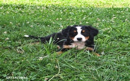 Bernese Mountain Dog dogs for sale: Licia - Image 3