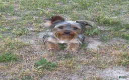 Morkie dogs for sale: Morkie - Image 6